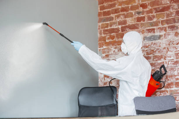 Mold Odor Removal Services in Huntington, TX
