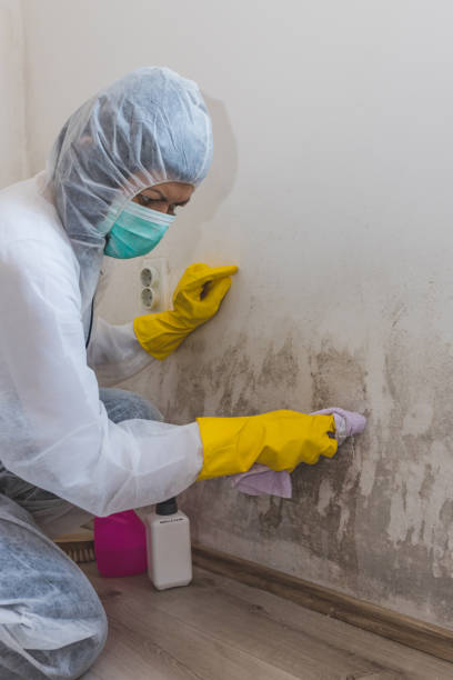 Reliable Huntington, TX Mold Removal Solutions